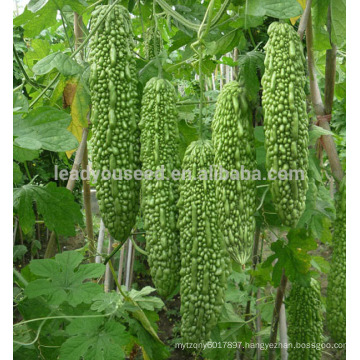 BG03 Cuizhu early maturity dark green bitter gourd seeds of vegetable seeds